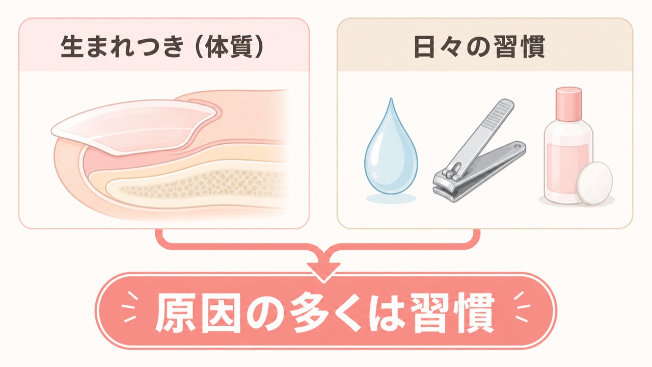 爪が薄い・柔らかい原因が生まれつきか生活習慣かを比較した図解